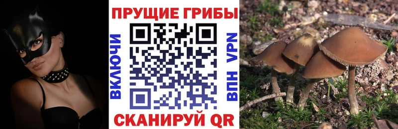 Галлюциногенные грибы мицелий Яхрома